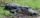 american-Alligator-shutterstock_2500685335.jpg