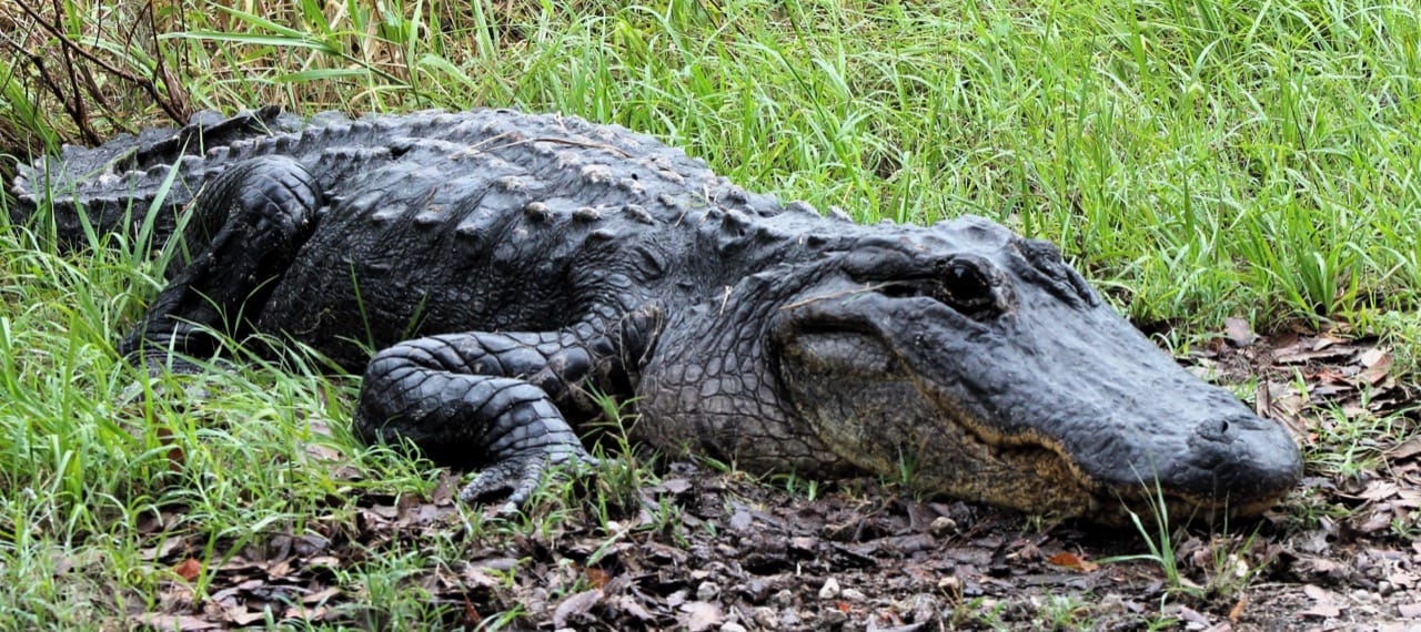 american-Alligator-shutterstock_2500685335.jpg