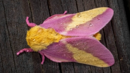 The Enchanting World of the Rosy Maple Moth