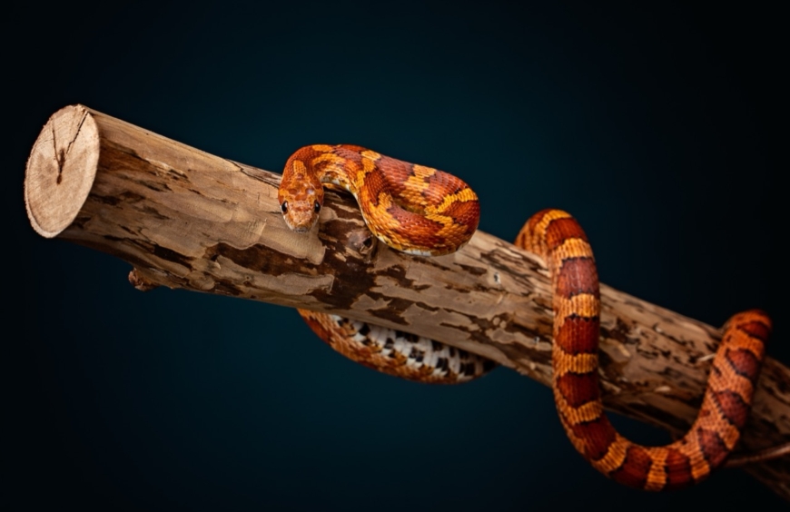 The Enigmatic World of the Corn Snake A Closer Look at Pantherophis guttatus