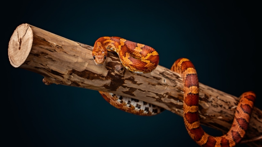 The Enigmatic World of the Corn Snake A Closer Look at Pantherophis guttatus