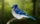 Unveiling the Splendid Blue Jay A Colorful Denizen of the American Woods