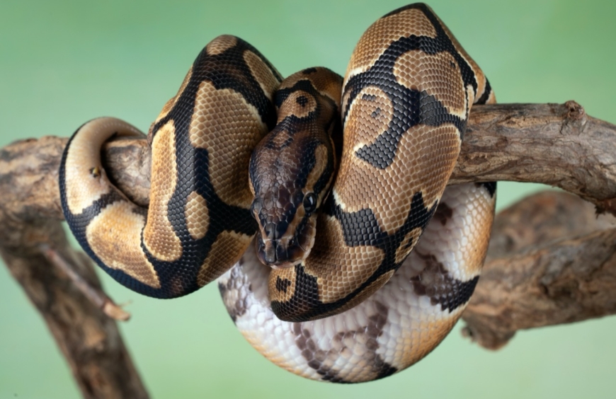 The Enigmatic World of the Ball Python A Closer Look at Python regius
