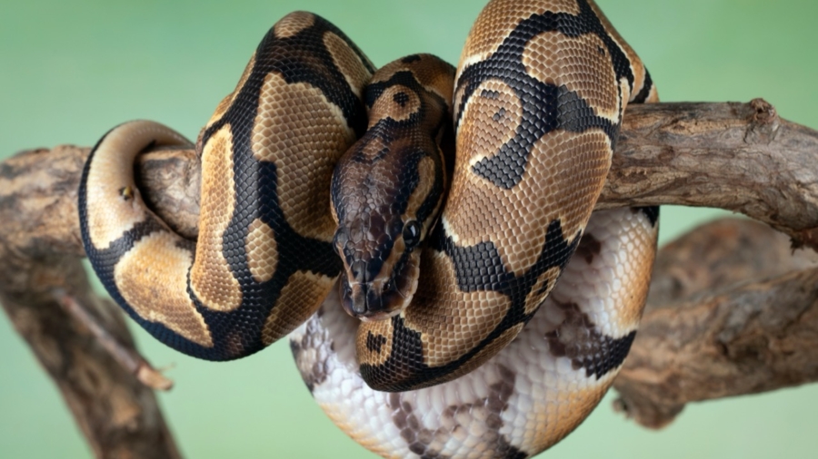 The Enigmatic World of the Ball Python A Closer Look at Python regius