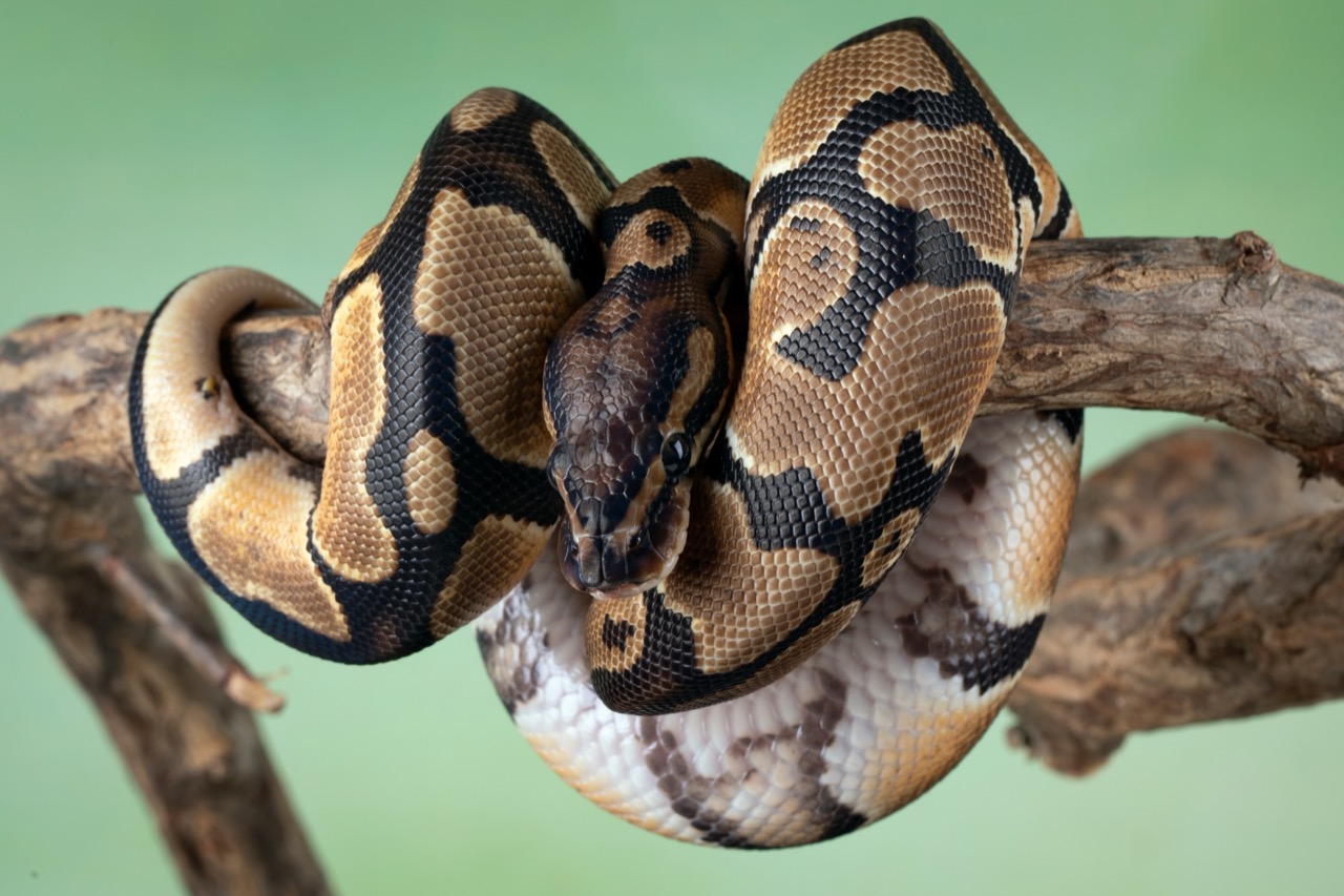 The Enigmatic World of the Ball Python A Closer Look at Python regius