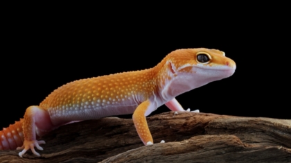 The Enigmatic World of the Leopard Gecko A Journey into the Life of a Fascinating Reptile