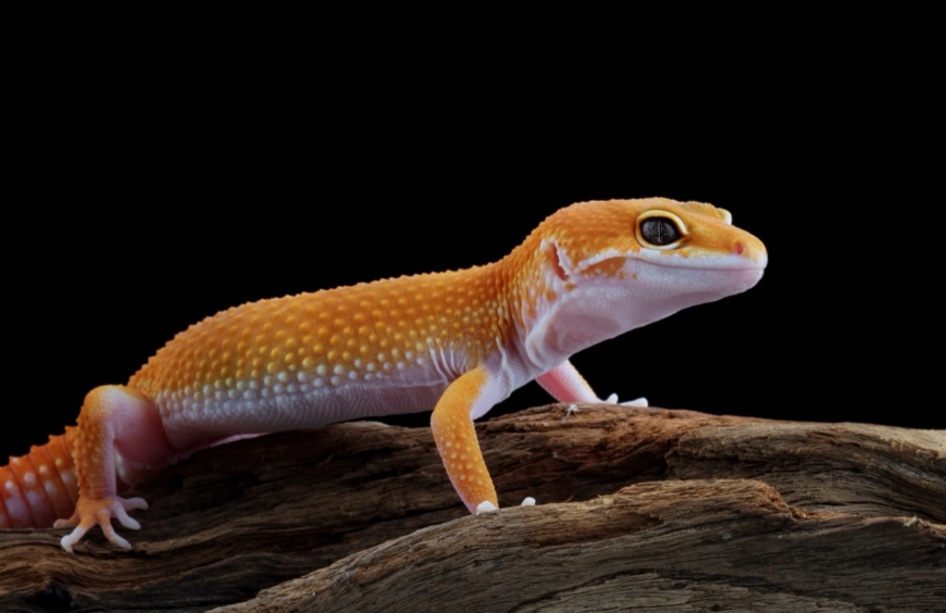 The Enigmatic World of the Leopard Gecko A Journey into the Life of a Fascinating Reptile