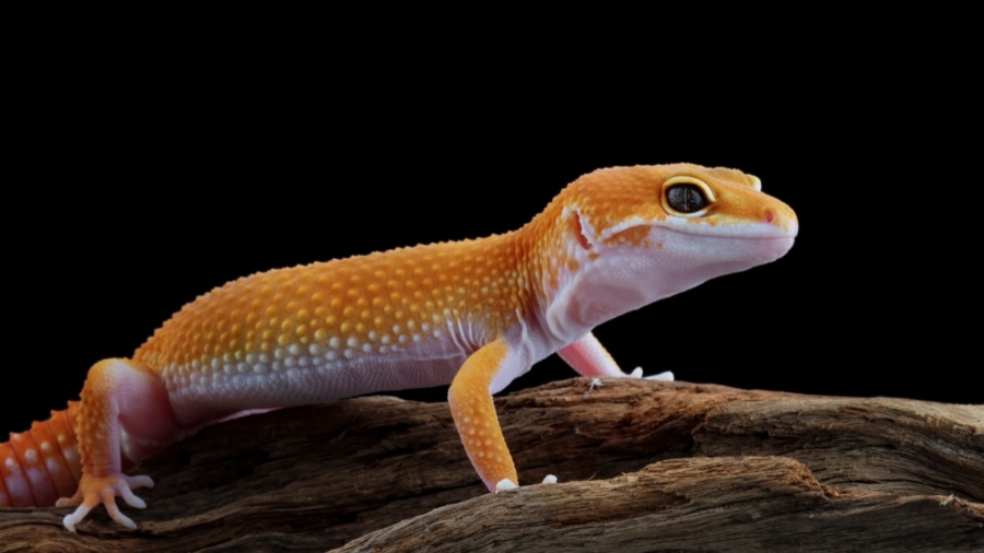 The Enigmatic World of the Leopard Gecko A Journey into the Life of a Fascinating Reptile