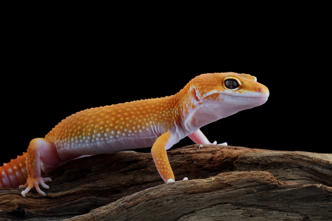 The Enigmatic World of the Leopard Gecko A Journey into the Life of a Fascinating Reptile
