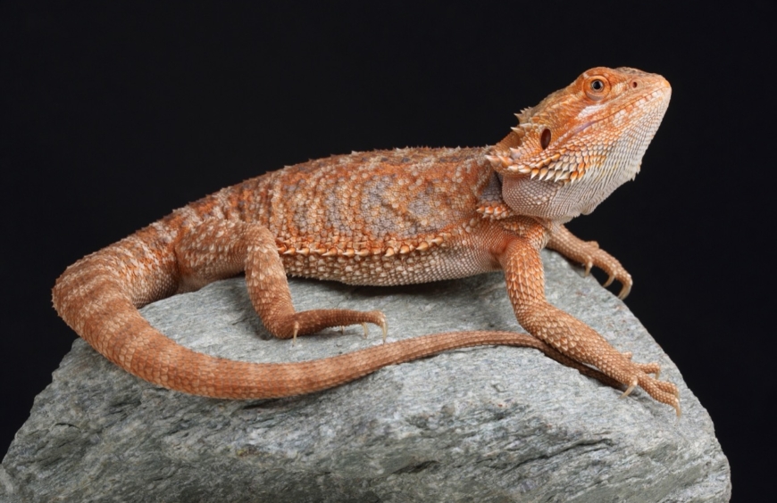 Unveiling the Mystique of the Bearded Dragon A Journey into the Life of Pogona
