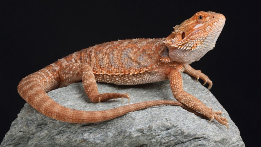 Unveiling the Mystique of the Bearded Dragon A Journey into the Life of Pogona