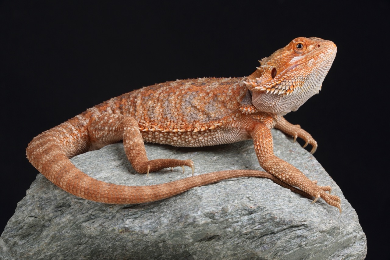 Unveiling the Mystique of the Bearded Dragon A Journey into the Life of Pogona
