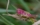 Unveiling the Mysteries of the Pink Grasshopper A Vibrant Rarity in the Insect World