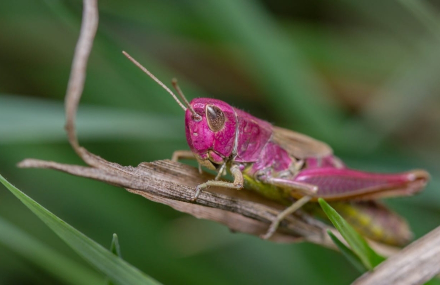 Unveiling the Mysteries of the Pink Grasshopper A Vibrant Rarity in the Insect World