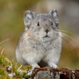 The Enigmatic World of the Pika Earth's Whiskered Mountain Dweller