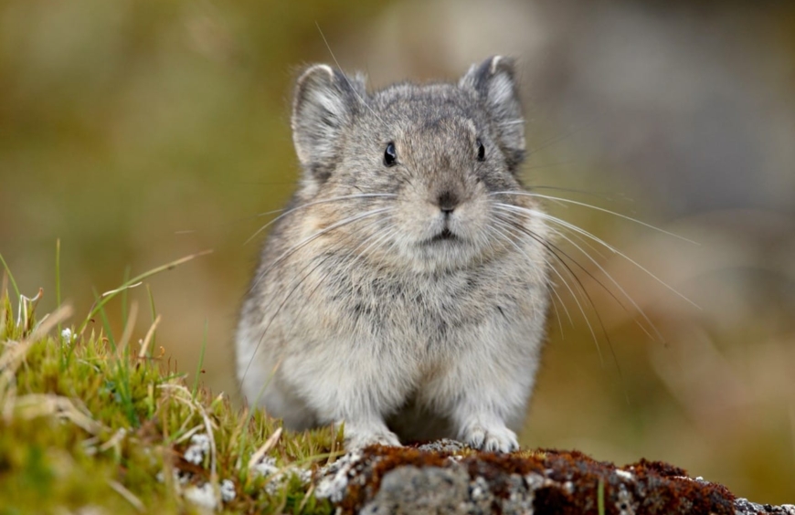The Enigmatic World of the Pika Earth's Whiskered Mountain Dweller