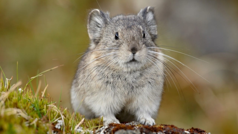 The Enigmatic World of the Pika Earth's Whiskered Mountain Dweller