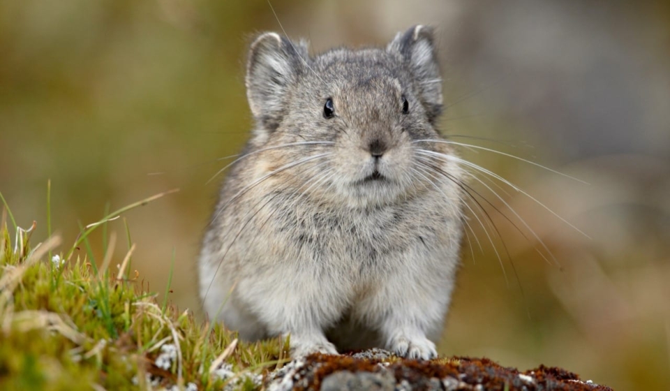 The Enigmatic World of the Pika Earth's Whiskered Mountain Dweller