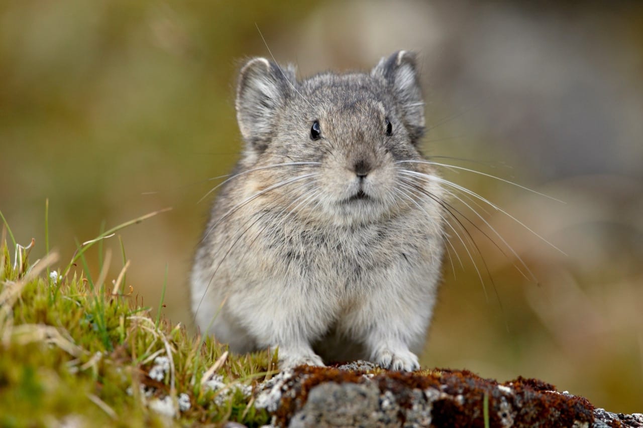 The Enigmatic World of the Pika Earth’s Whiskered Mountain Dweller