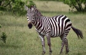 Stripes in the Wild: The Fascinating World of Zebras Stripes in the Wild: The Fascinating World of Zebras