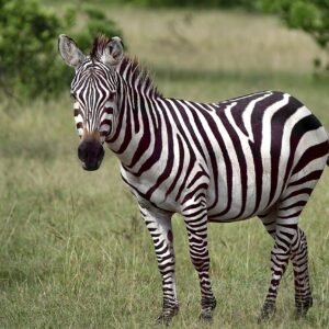 Stripes in the Wild: The Fascinating World of Zebras Stripes in the Wild: The Fascinating World of Zebras