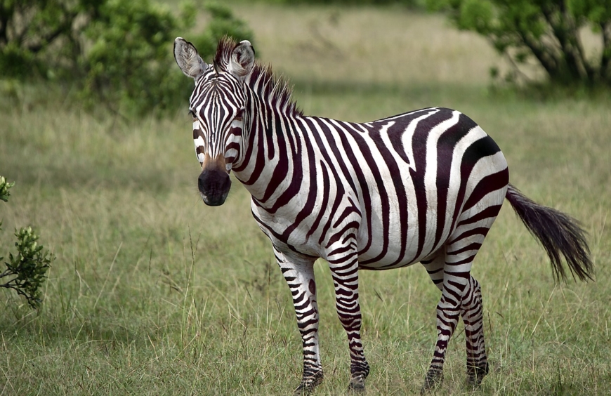 Stripes in the Wild: The Fascinating World of Zebras
