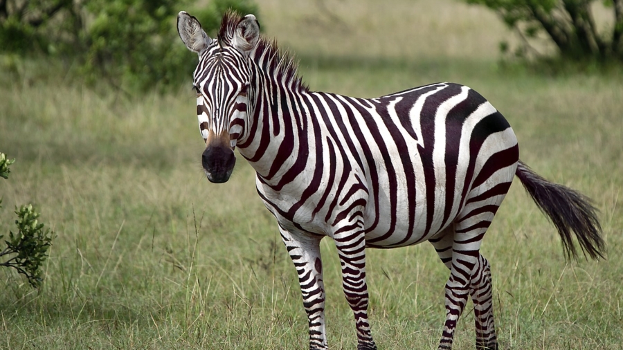 Stripes in the Wild: The Fascinating World of Zebras