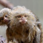 Tiny Titans The Remarkable World of Pygmy Marmosets