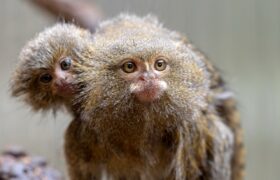 Tiny Titans The Remarkable World of Pygmy Marmosets Tiny Titans The Remarkable World of Pygmy Marmosets