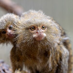 Tiny Titans The Remarkable World of Pygmy Marmosets Tiny Titans The Remarkable World of Pygmy Marmosets