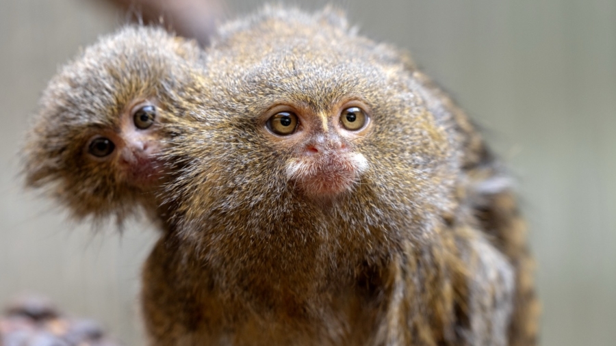 Tiny Titans The Remarkable World of Pygmy Marmosets