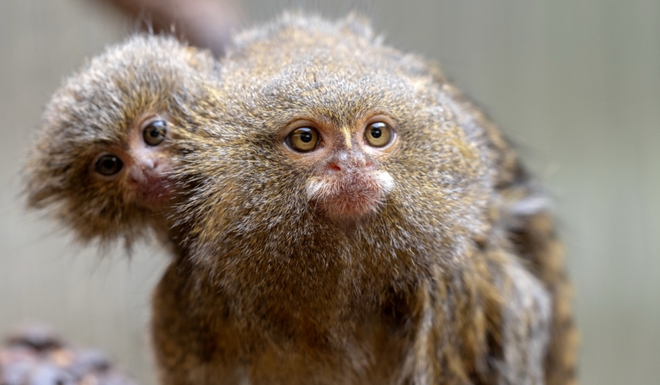 Tiny Titans The Remarkable World of Pygmy Marmosets