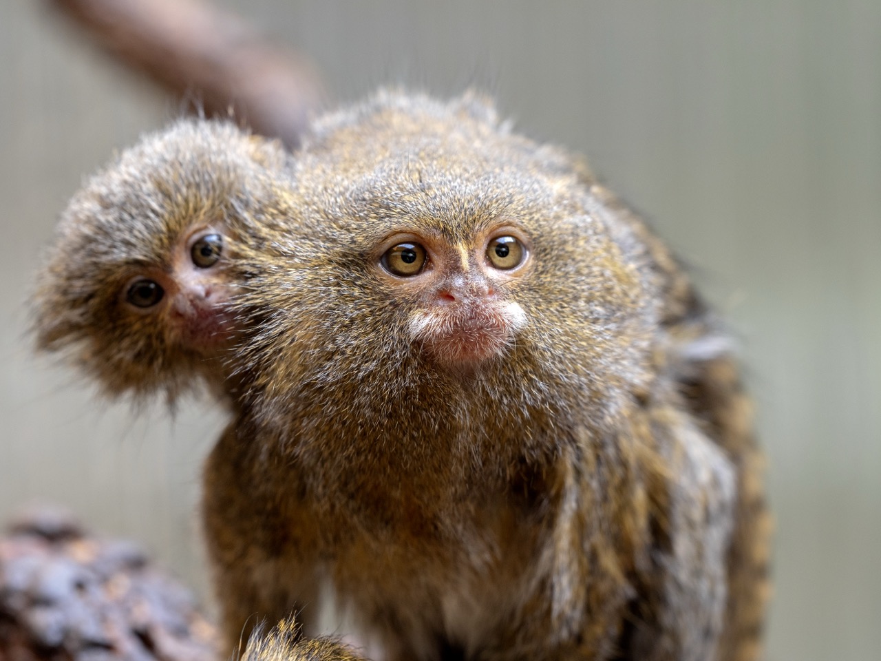 Tiny Titans The Remarkable World of Pygmy Marmosets Tiny Titans The Remarkable World of Pygmy Marmosets