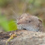The Enigmatic World of the Common Shrew: Nature’s Tiny Insectivore