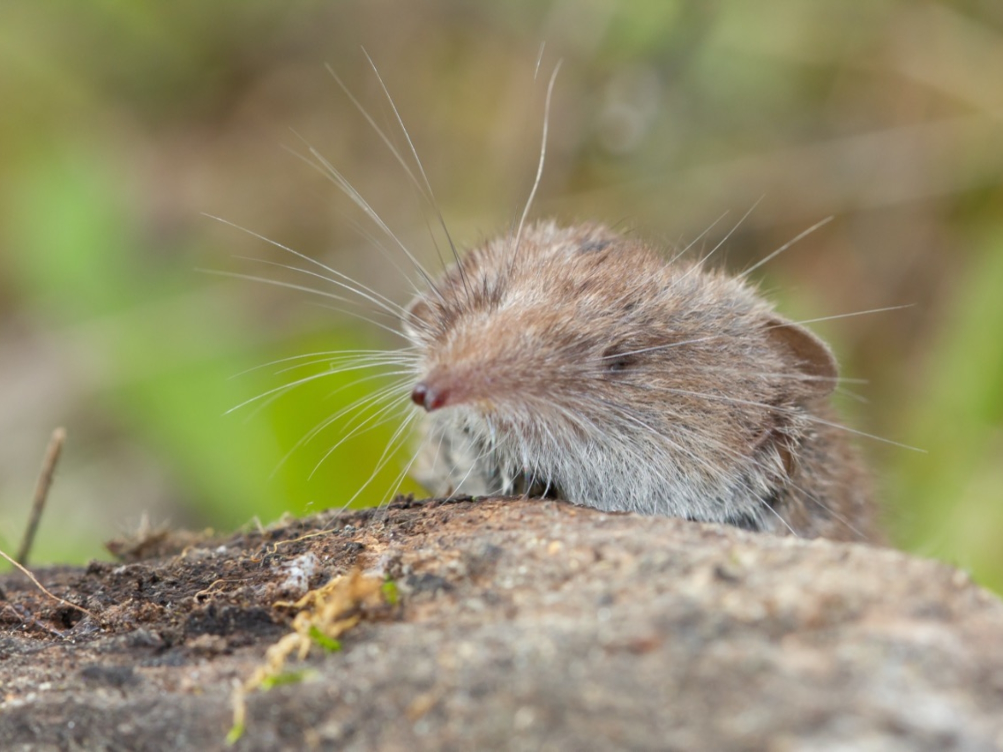 The Enigmatic World of the Common Shrew: Nature’s Tiny Insectivore The Enigmatic World of the Common Shrew: Nature’s Tiny Insectivore