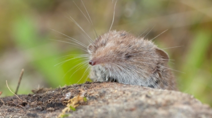 The Enigmatic World of the Common Shrew: Nature’s Tiny Insectivore