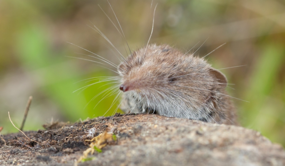 The Enigmatic World of the Common Shrew: Nature’s Tiny Insectivore