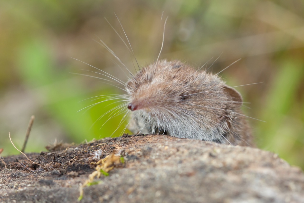 The Enigmatic World of the Common Shrew: Nature’s Tiny Insectivore The Enigmatic World of the Common Shrew: Nature’s Tiny Insectivore
