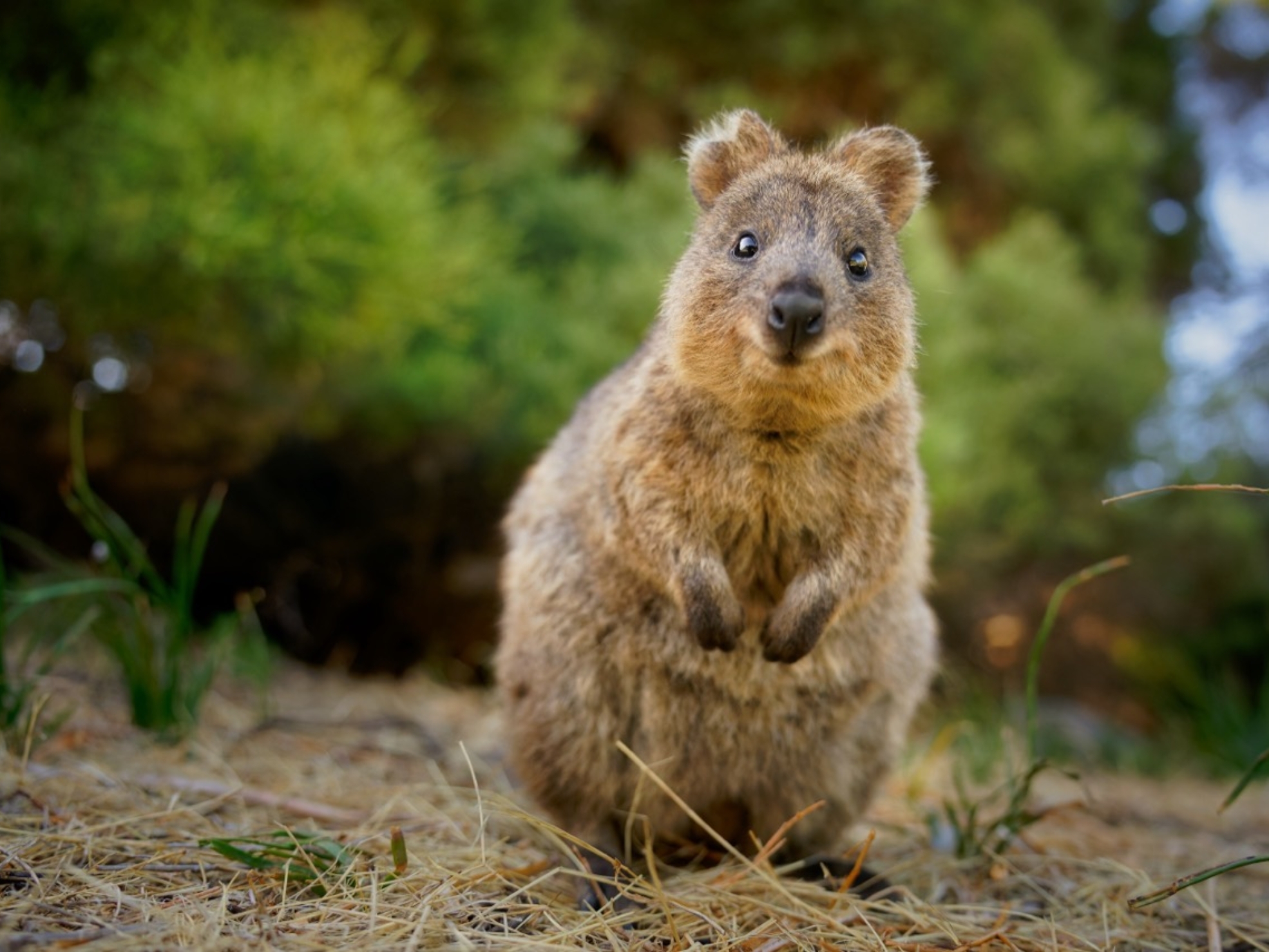 Exploring the Enigmatic World of the Quokka: Australia’s Most Charming Marsupial