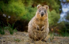 Exploring the Enigmatic World of the Quokka: Australia’s Most Charming Marsupial Exploring the Enigmatic World of the Quokka: Australia’s Most Charming Marsupial