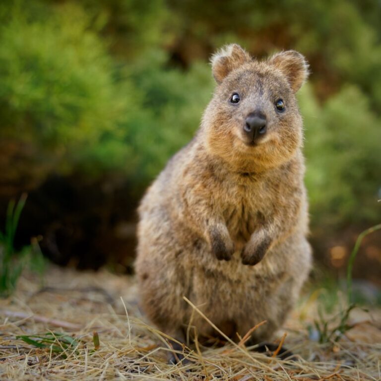 Exploring the Enigmatic World of the Quokka: Australia’s Most Charming Marsupial Exploring the Enigmatic World of the Quokka: Australia’s Most Charming Marsupial