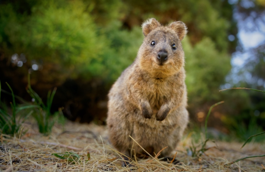 Exploring the Enigmatic World of the Quokka: Australia’s Most Charming Marsupial