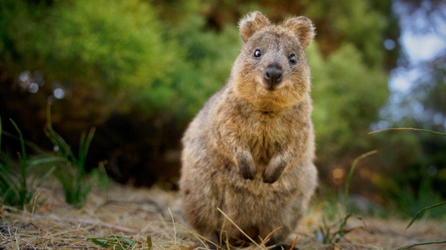 Exploring the Enigmatic World of the Quokka: Australia’s Most Charming Marsupial