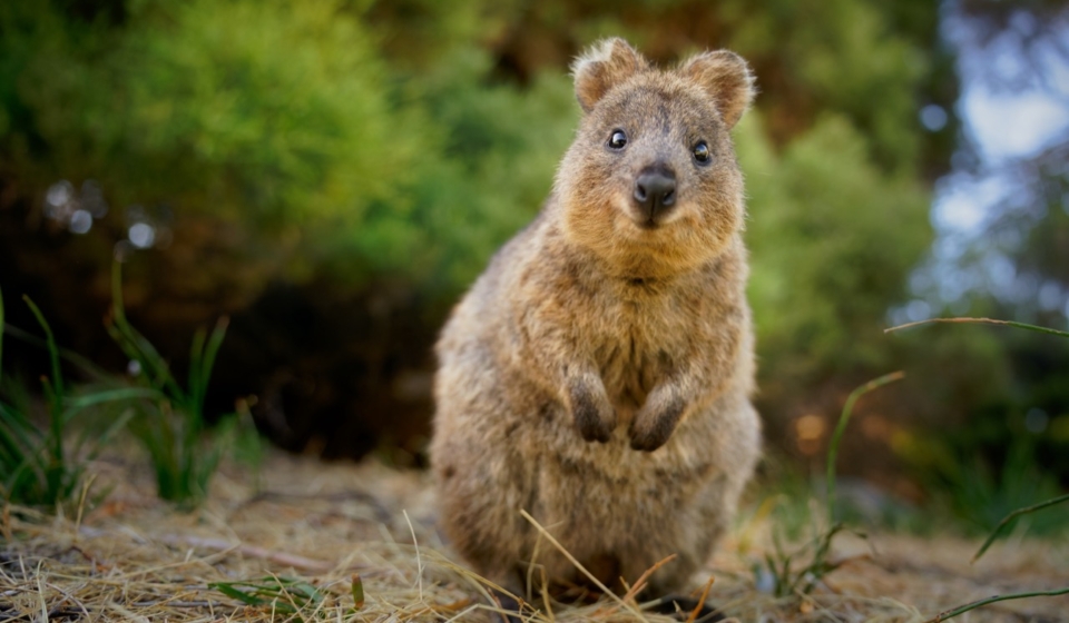 Exploring the Enigmatic World of the Quokka: Australia’s Most Charming Marsupial