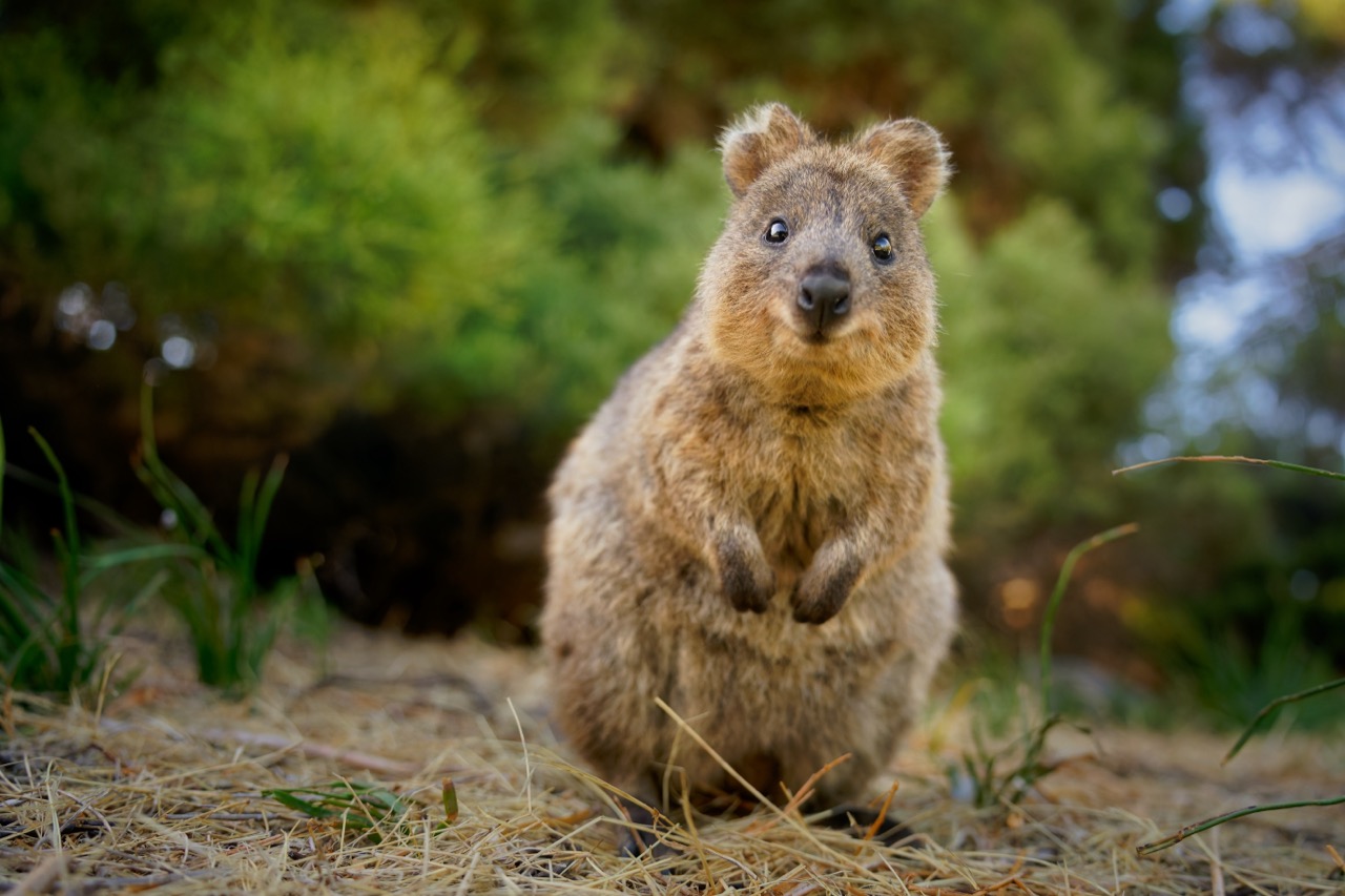 Exploring the Enigmatic World of the Quokka: Australia’s Most Charming Marsupial Exploring the Enigmatic World of the Quokka: Australia’s Most Charming Marsupial