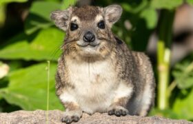 Mysterious Marvels of Madagascar The Intriguing World of the Rock Hyrax Mysterious Marvels of Madagascar The Intriguing World of the Rock Hyrax