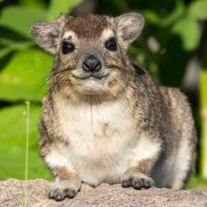 Mysterious Marvels of Madagascar The Intriguing World of the Rock Hyrax Mysterious Marvels of Madagascar The Intriguing World of the Rock Hyrax