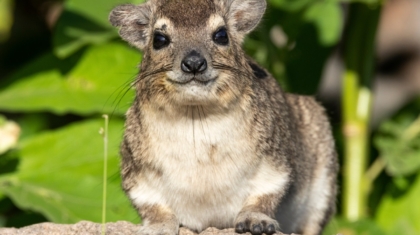 Mysterious Marvels of Madagascar The Intriguing World of the Rock Hyrax