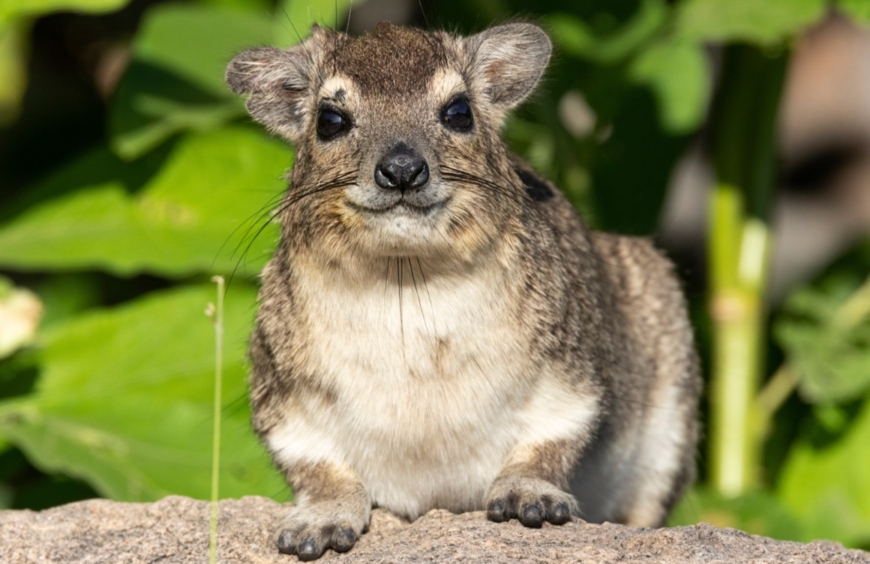 Mysterious Marvels of Madagascar The Intriguing World of the Rock Hyrax