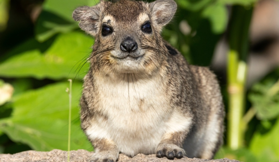 Mysterious Marvels of Madagascar The Intriguing World of the Rock Hyrax